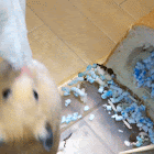 ハムスターのＭｉ5　ミッションインポッシブル　トム・クルーズじゃないよ　ハム・クルーズだ！！